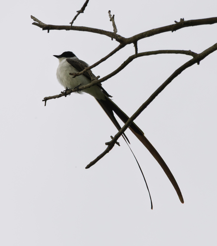 Tyrannus tyrannus, 2026-10-29