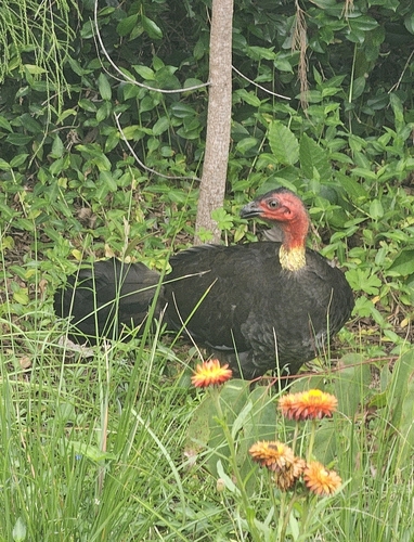 Australian Brushturkey