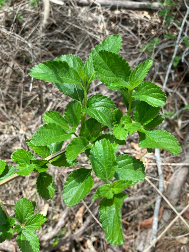 Lantana camara observed 2026-10-30