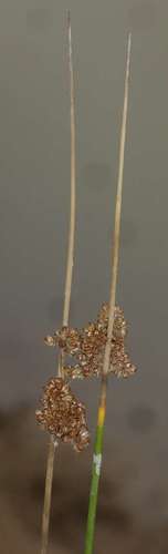 Juncus gregiflorus, photograph 6