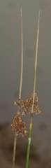 Juncus gregiflorus