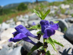 Scutellaria scordifolia
