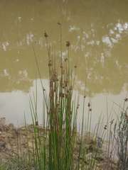 Juncus gregiflorus