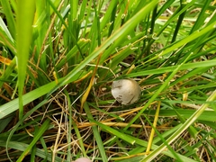 Panaeolus olivaceus