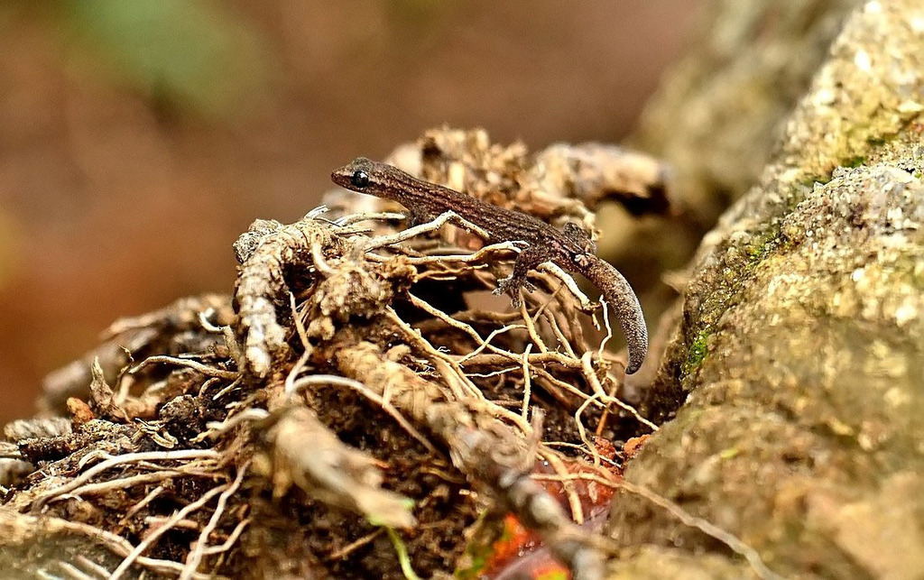 Shevaroy Slender Gecko