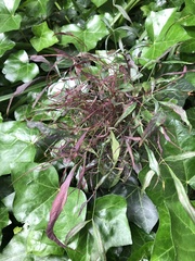 Cucumber mosaic virus