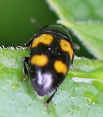 Glischrochilus grandis