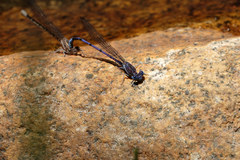 Argia munda