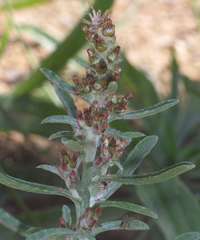 Gamochaeta calviceps