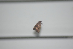 Elaphria fuscimacula