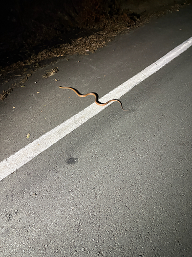 Boiga irregularis observed 2026-10-29