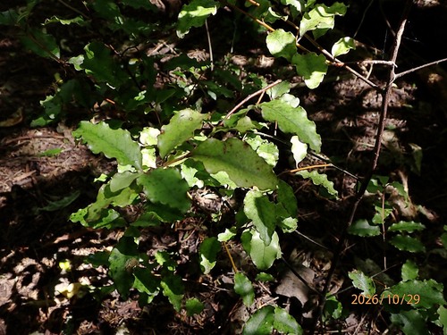 Myrsine observed 2026-10-29