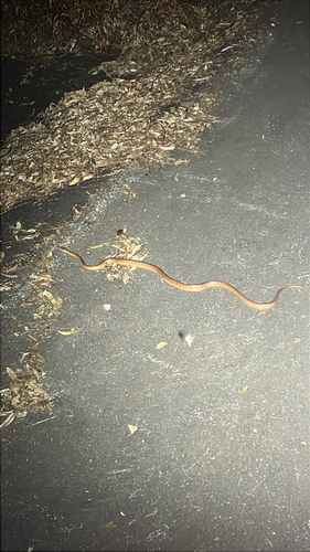 Boiga irregularis observed 2026-10-29