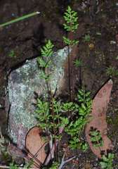 Cheilanthes sieberi sieberi