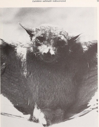 Salim Ali's Fruit Bat