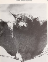 Salim Ali's Fruit Bat photo 3