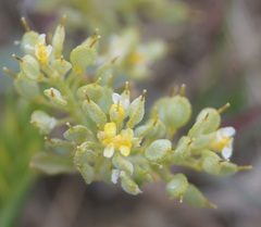 Alyssum trichostachyum