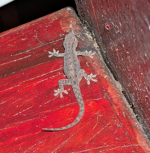 Hemidactylus frenatus observed 2026-10-29