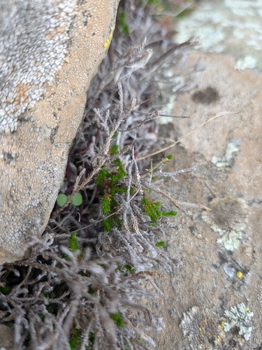 Selaginella observed 2026-10-29