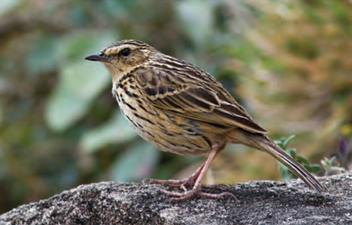 Anthus nilghiriensis Sharpe, 1885