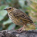 Nilgiri Pipit - Photo (c) Arka Sarkar, some rights reserved (CC BY)