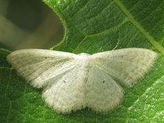 Idaea litigiosaria