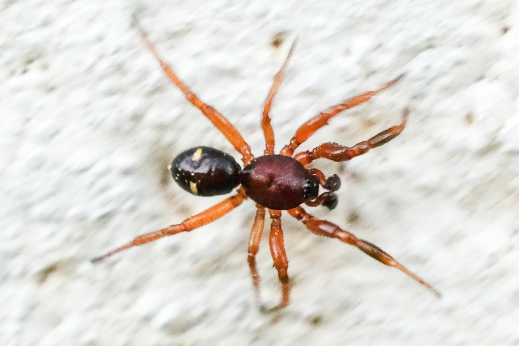 twospotted cobweb spider