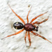 Two-spotted Cobweb Spider - Photo no rights reserved, uploaded by Mirko Schoenitz