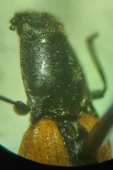 Anostirus vernalis