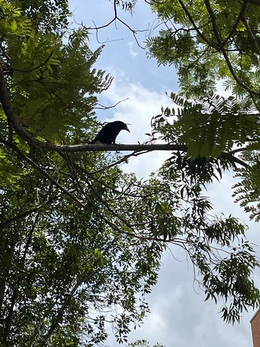 Pied Currawong