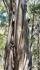 Eucalyptus viminalis viminalis