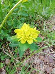 Helioscopia