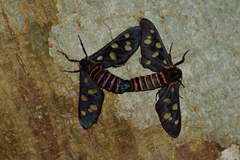 Amata passalis