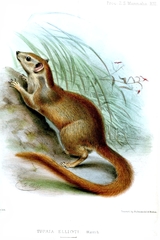 Madras Treeshrew photo 4