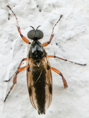 Bibio articulatus