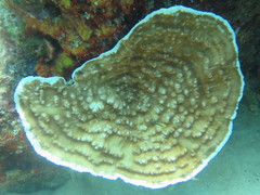 Leptoseris explanata