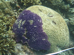 Chalinula nematifera