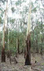 Eucalyptus viminalis viminalis