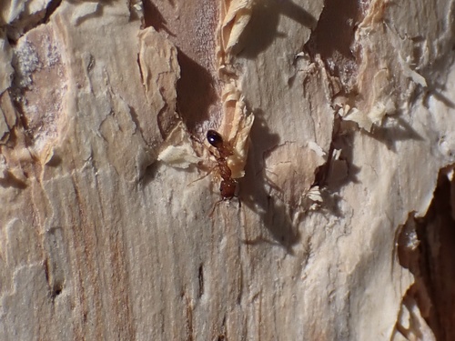 Tetramorium bicarinatum observed 2026-10-25