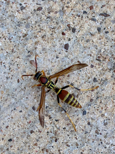 Polistes exclamans observed 2026-10-27