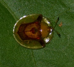 Aspidimorpha furcata