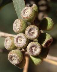 Eucalyptus radiata radiata