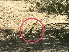 Xerospermophilus tereticaudus