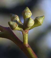 Eucalyptus cephalocarpa