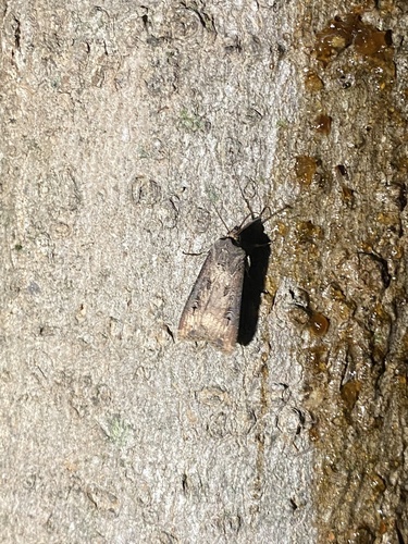 Agrotis ipsilon observed 2026-10-29