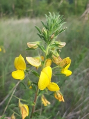 Ononis natrix
