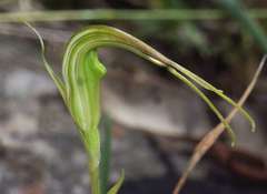 Pterostylis decurva
