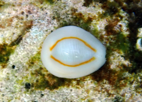 Cypraea annulus observed 2026-10-29