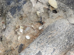 Ancistrocerus spinolae