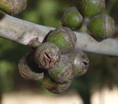 Eucalyptus aromaphloia